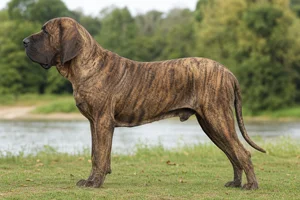 Fila Brasileiro — brindle coat