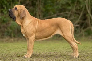 Fila Brasileiro — fawn coat