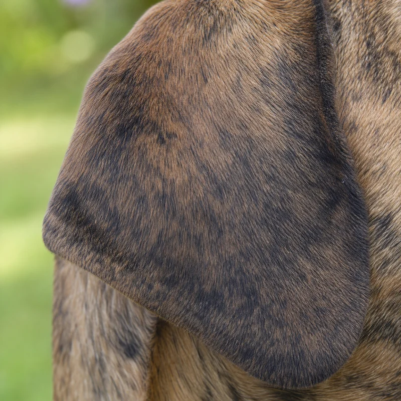 Fila Brasileiro — ears