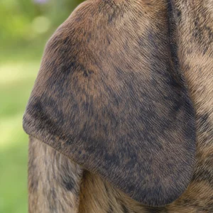 Fila Brasileiro — ears