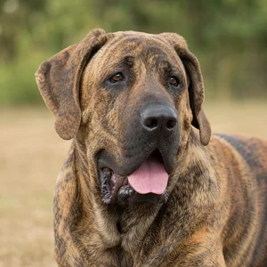 Fila Brasileiro — happy