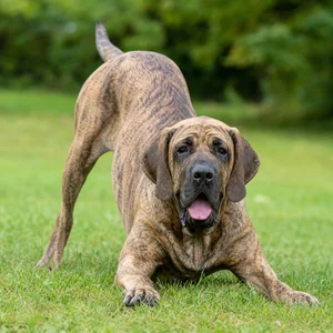 Fila Brasileiro — playful