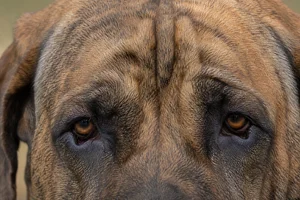 Fila Brasileiro — eyes