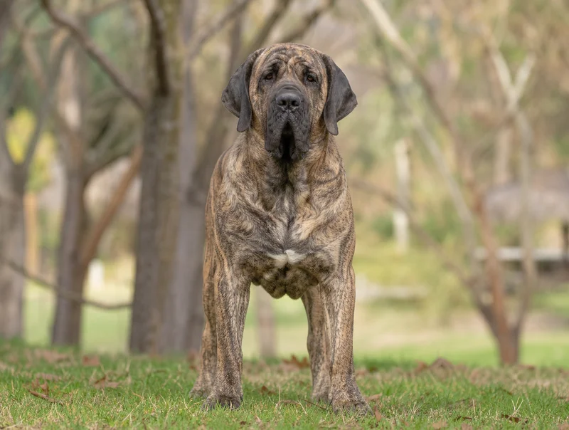 Fila Brasileiro — front