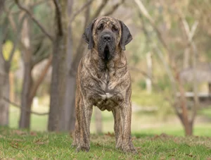 Fila Brasileiro — front