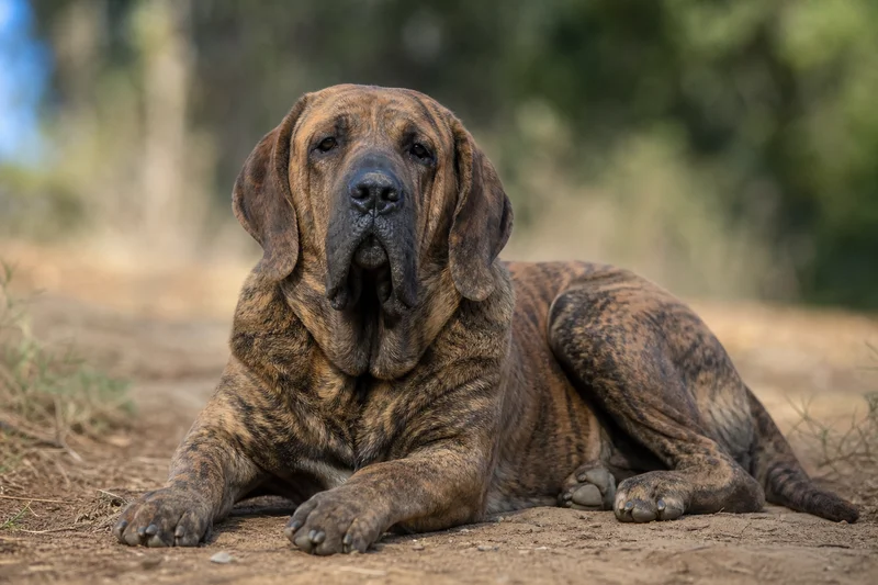 Fila Brasileiro — lying down