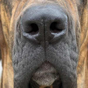 Fila Brasileiro — nose