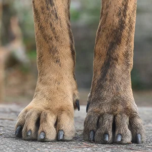 Fila Brasileiro — paws