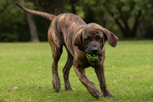 Fila Brasileiro — playing