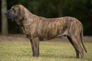 Fila Brasileiro dog