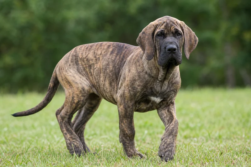 Fila Brasileiro — puppy (~4 mo)