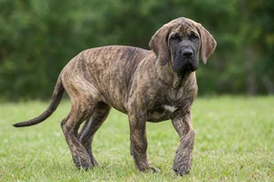 Fila Brasileiro — puppy (~4 mo)