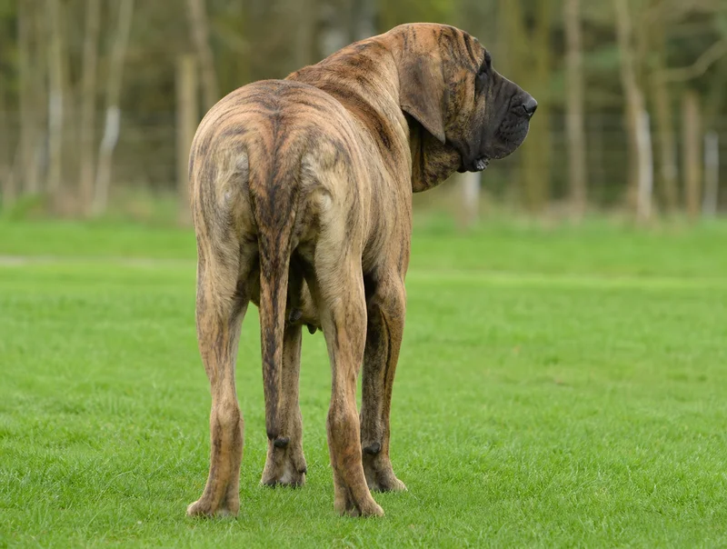 Fila Brasileiro — rear