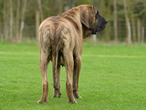 Fila Brasileiro — rear