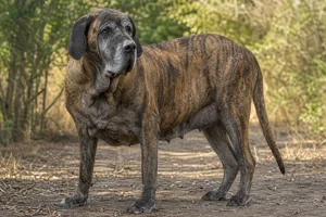 Fila Brasileiro — senior