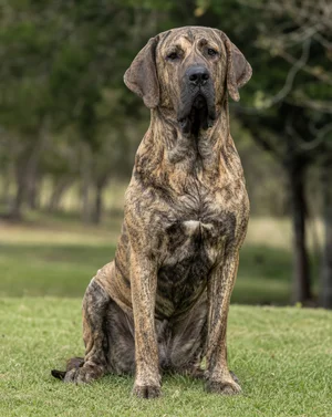 Fila Brasileiro — sitting