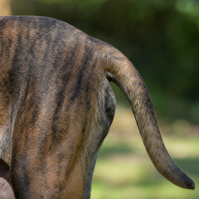 Fila Brasileiro — tail