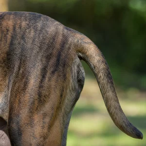 Fila Brasileiro — tail