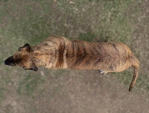 Fila Brasileiro — top