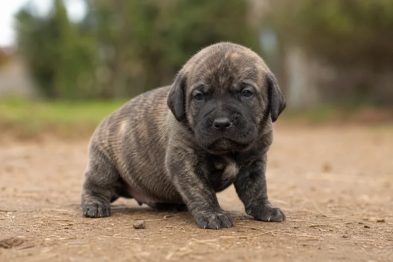 Fila Brasileiro — young puppy (~1 mo)