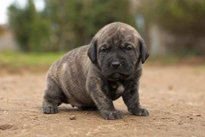 Fila Brasileiro — young puppy (~1 mo)