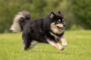 Finnish Lapphund — running
