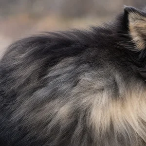 Finnish Lapphund — coat texture