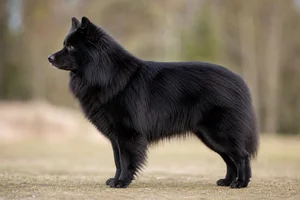Finnish Lapphund — black coat
