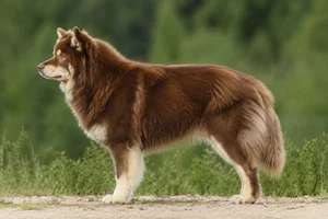 Finnish Lapphund — brown coat