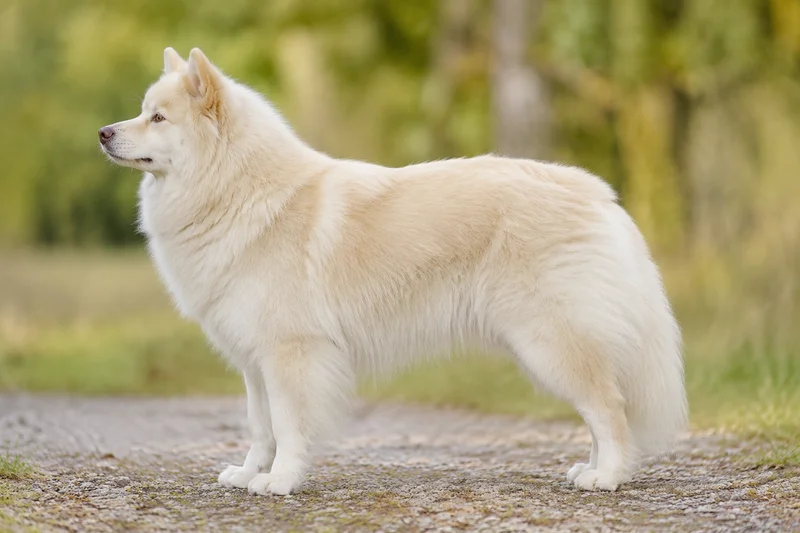 Finnish Lapphund — cream coat