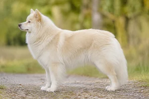 Finnish Lapphund — cream coat