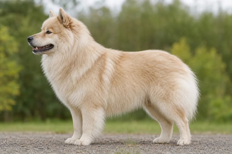 Finnish Lapphund — tan coat