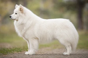 Finnish Lapphund — white coat