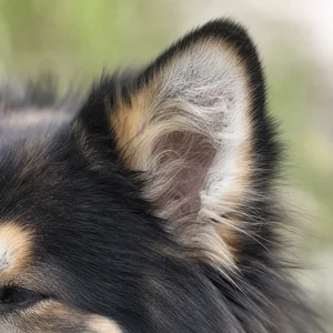 Finnish Lapphund — ears