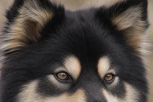 Finnish Lapphund — eyes
