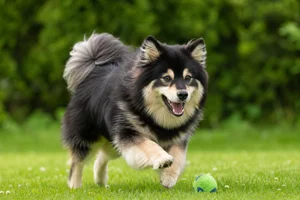 Finnish Lapphund — playing