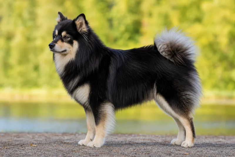 Finnish Lapphund — side