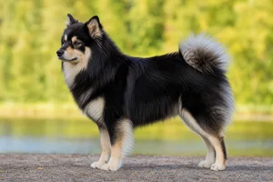 Finnish Lapphund dog