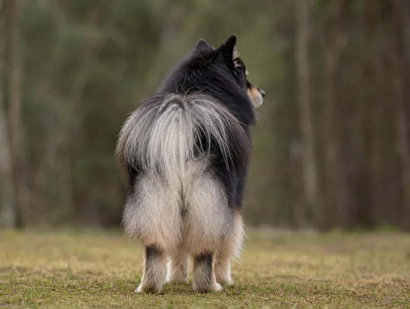 Finnish Lapphund — rear