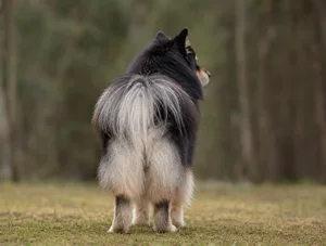 Finnish Lapphund — rear