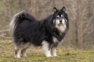 Finnish Lapphund — senior