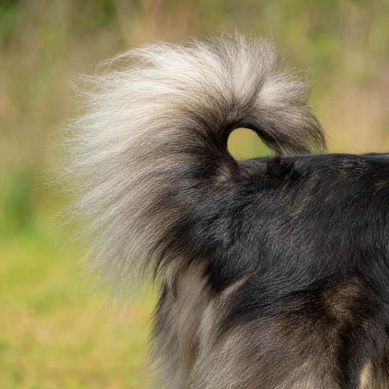 Finnish Lapphund — tail