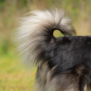 Finnish Lapphund — tail