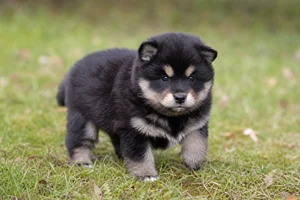 Finnish Lapphund — young puppy (~1 mo)