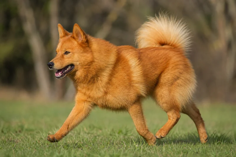 Finnish Spitz — running