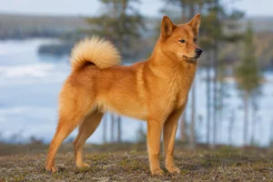 Finnish Spitz — adult