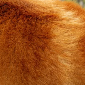 Finnish Spitz — coat texture