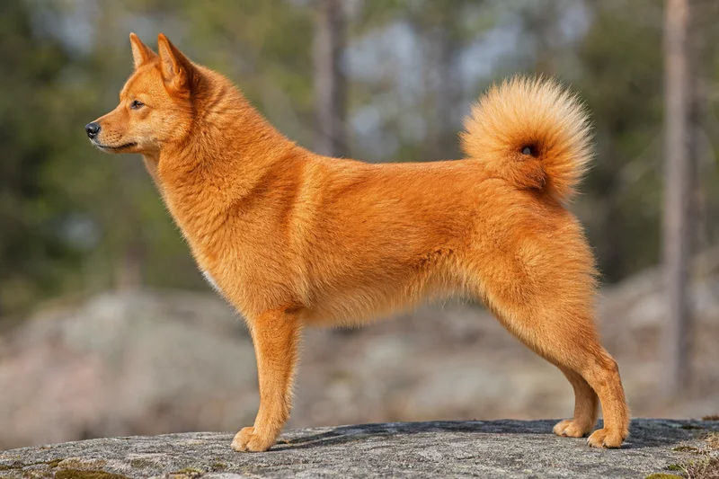 Finnish Spitz — Golden-red coat