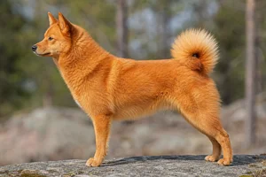 Finnish Spitz — Golden-red coat