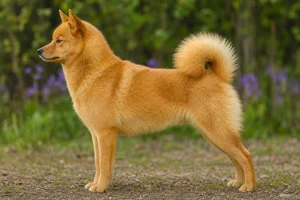 Finnish Spitz — Honey coat
